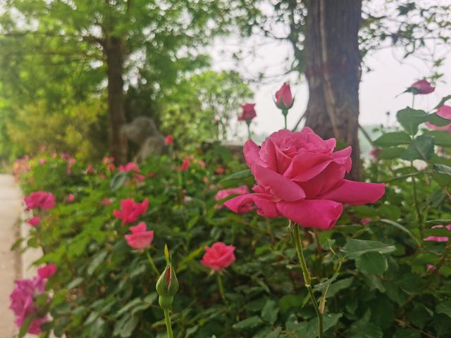 公园里月季花开，带着荣耀V30 Pro手机去打卡