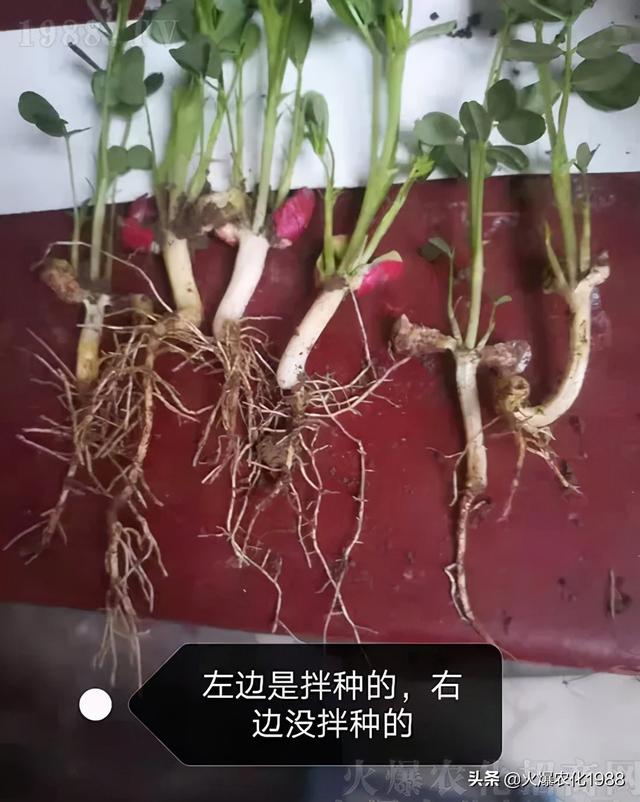 花生拌种剂怎么选？快用拌圣，控虫+抗病+增产，​一亩多产200斤4