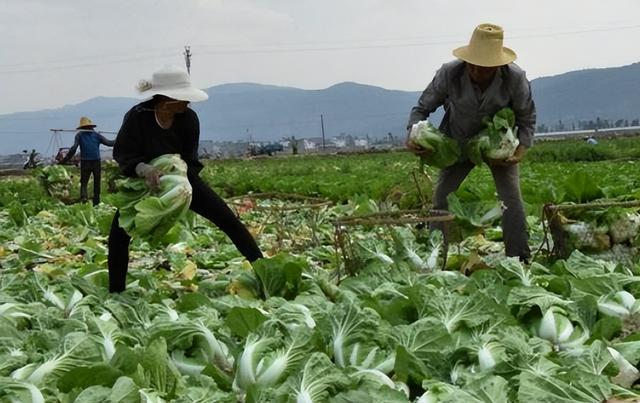 芥菜的图片