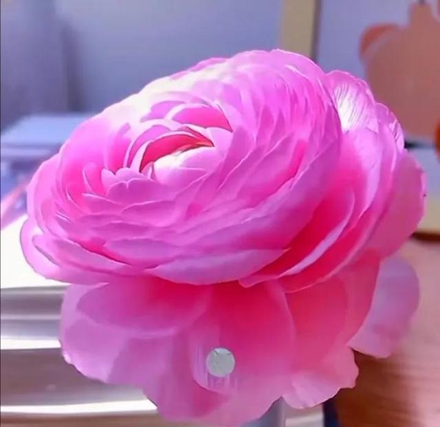 总有一朵花养了你的眼，总有一首歌怡了你的心