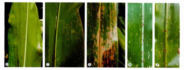 玉米弯孢叶斑病和北方炭疽病的症状和防治方法，提前知道提前预防2