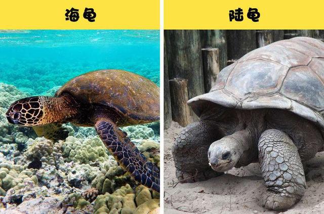进化论的终极BUG：乌龟凭什么会成为科学家们的“噩梦”？