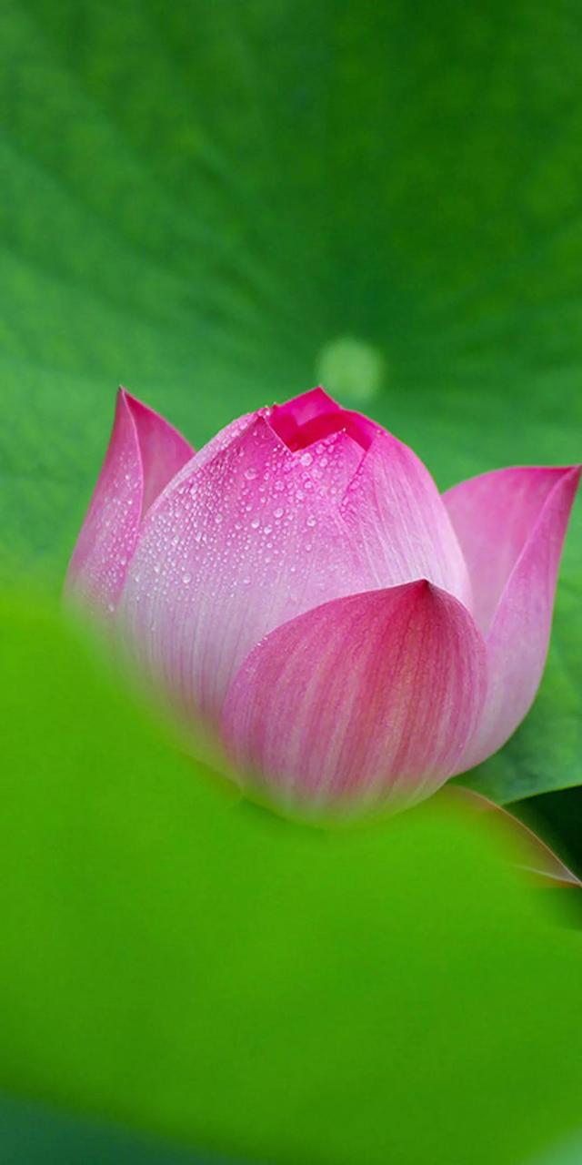 周四杂吟，请您欣赏