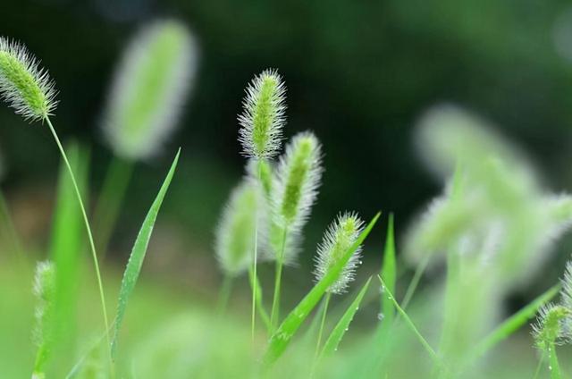 “狗尾巴草”其实是个宝，用它来煮水喝，或能帮助解决这4个问题