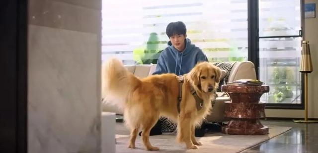 和相親對象一起遛狗，最能見人品？ - 