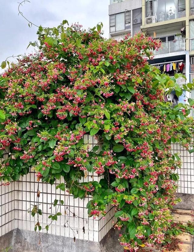 花中君子是什么花