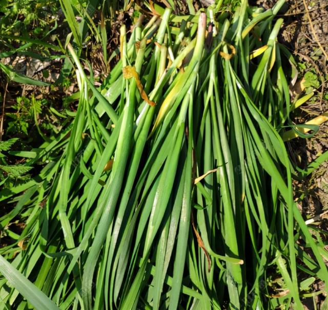 山韭菜