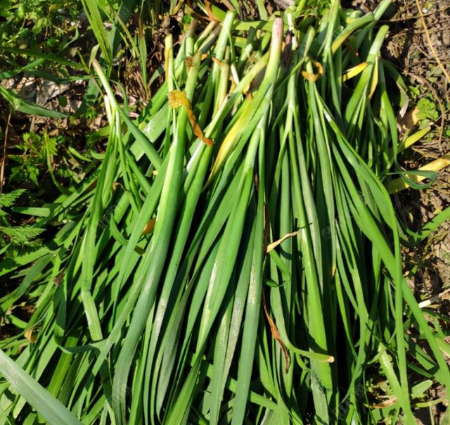 可就是这样一种长得不起眼还很像杂草的野韭菜,却是比韭菜更鲜香,味道