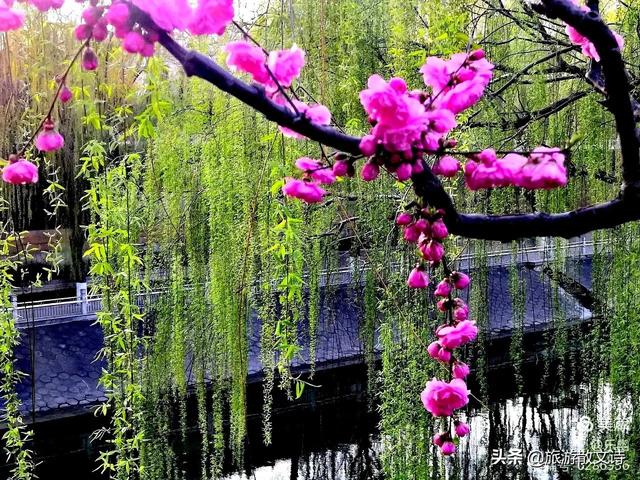 花开杨柳青