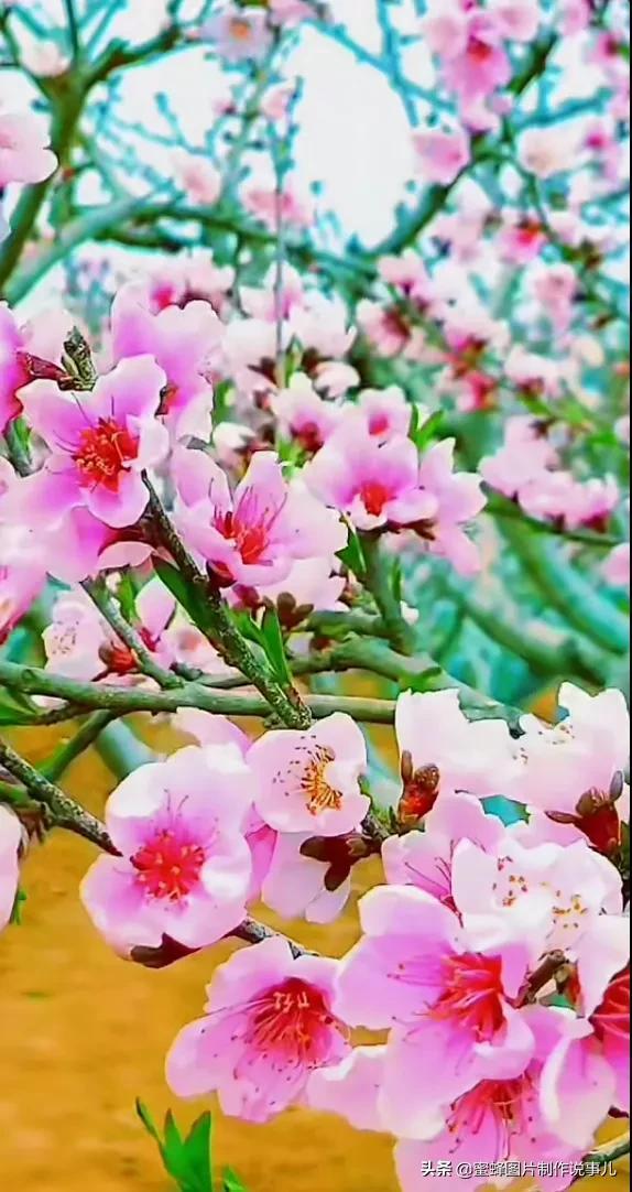 春花烂漫，竞相绽放，鸟语花香