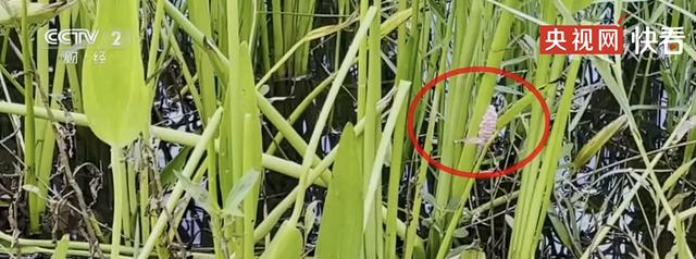 千万别碰！福寿螺体内寄生虫多达6000条