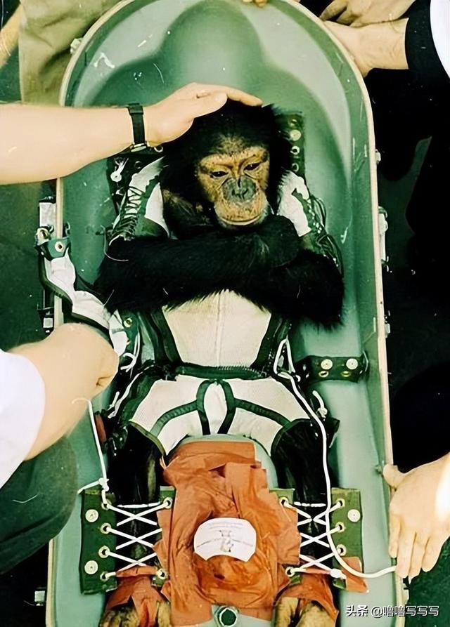为人类太空事业做出贡献的动物们