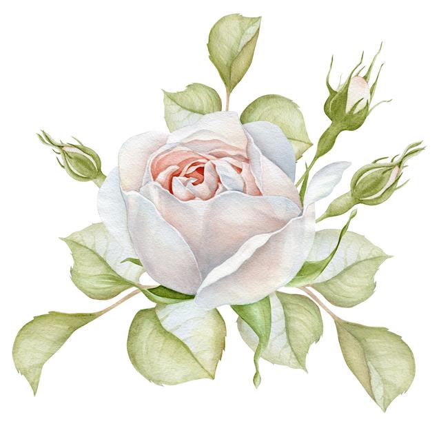 花卉图案手绘简单（漂亮的花卉手绘图案）(27)