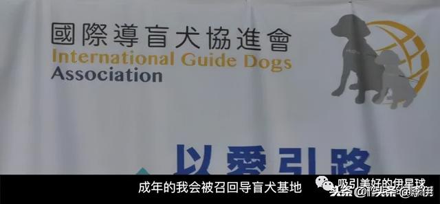 导盲犬小q好看吗