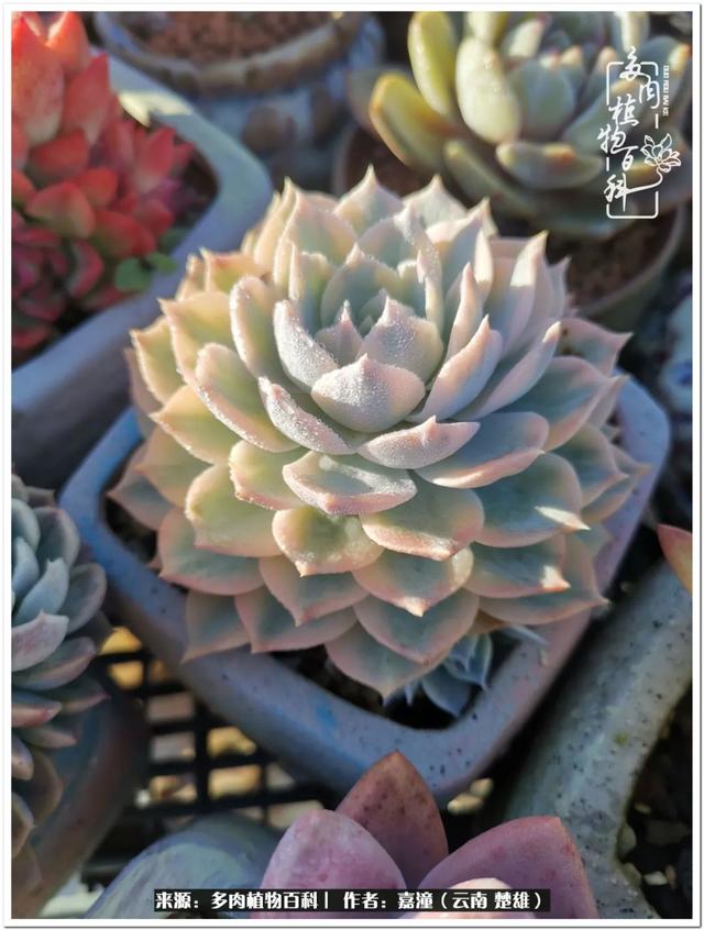 玉蝶铜芯电线价格表4平方,玉蝶铜芯线今日价格