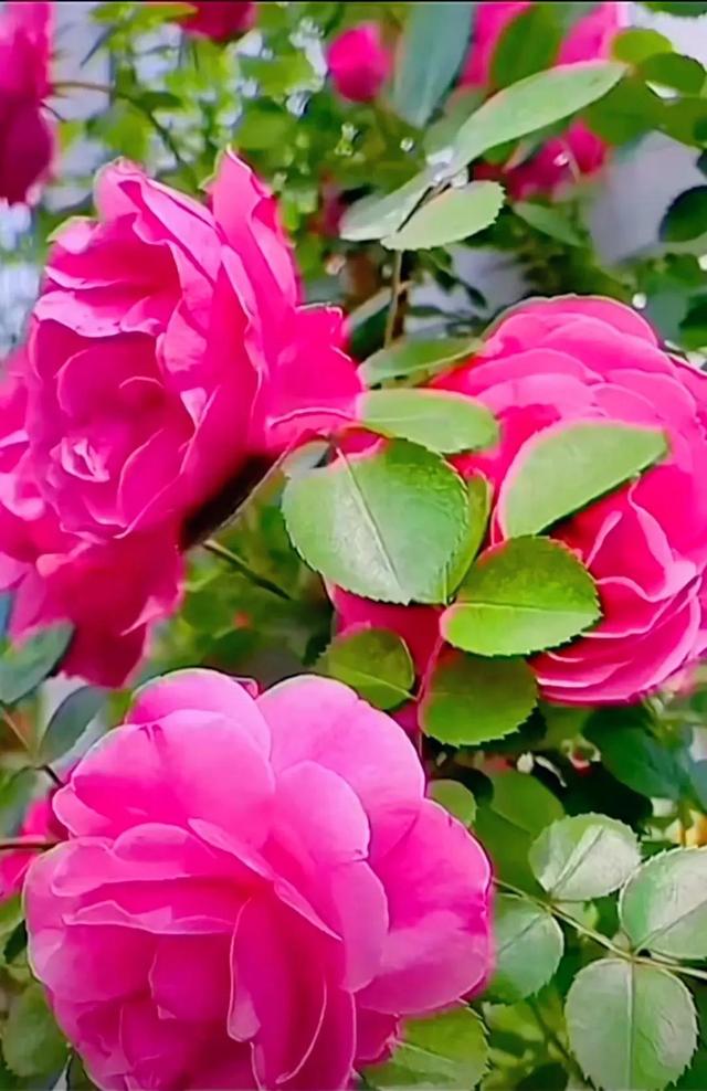 春天的季节 百花争艳 万紫千红