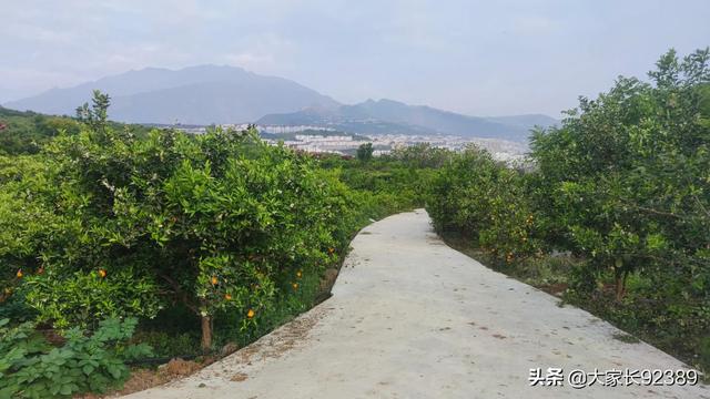 春归时，我把春天收藏