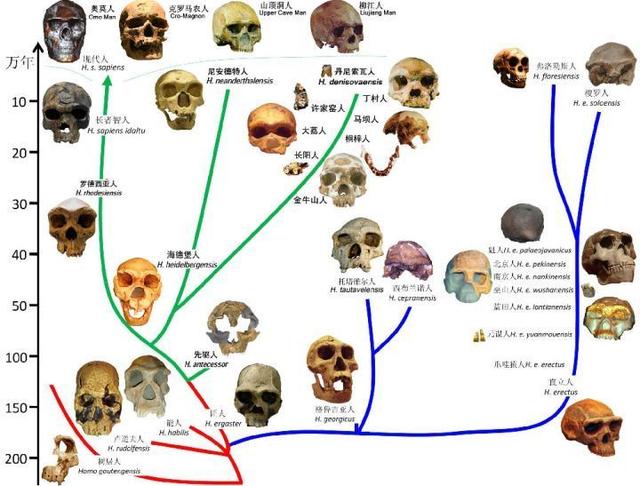 人类的进化史到底是什么样的,人类进化史上有13万年的空白,过程中发生