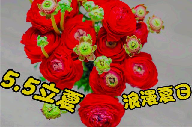 一花一深爱，五月五立夏情长，夏日暖阳拂人间，愿落花有情山水美