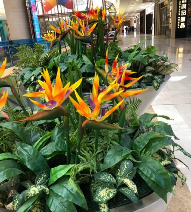 客厅最旺宅的大型植物