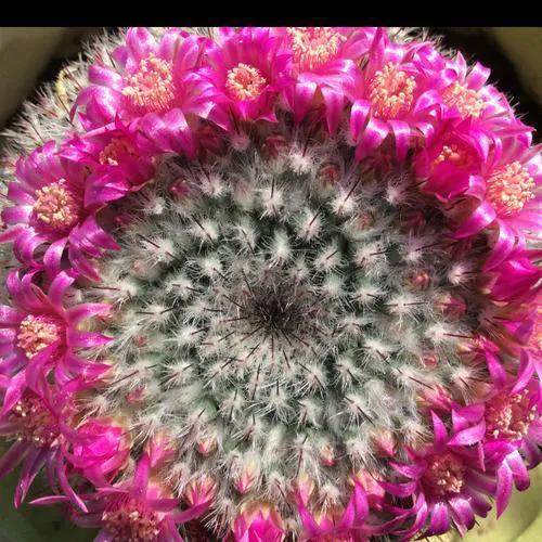 美花欣赏：仙人球开花，美不胜收