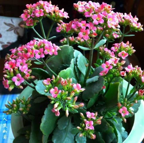 8款高颜值长寿花(三种人不能养长寿花)