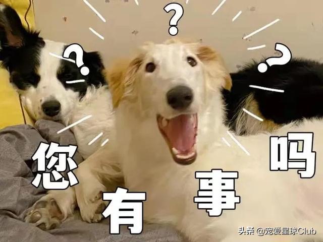 苏俄猎狼犬