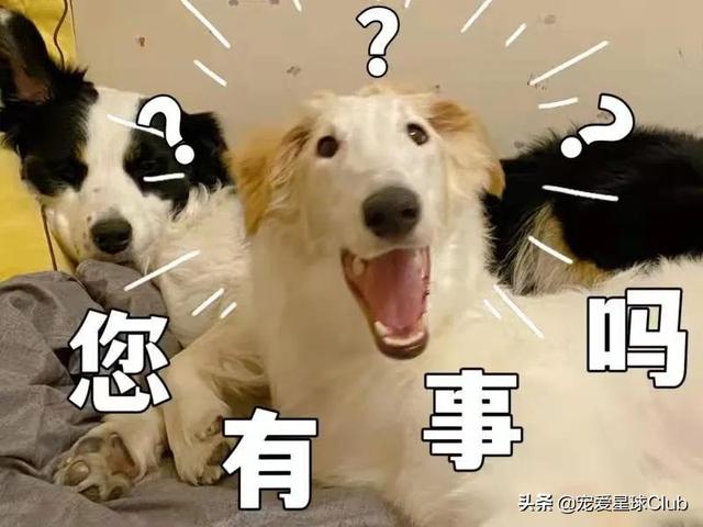 苏俄猎狼犬 苏俄猎狼犬（苏俄猎狼犬猎杀狼视频） 动物