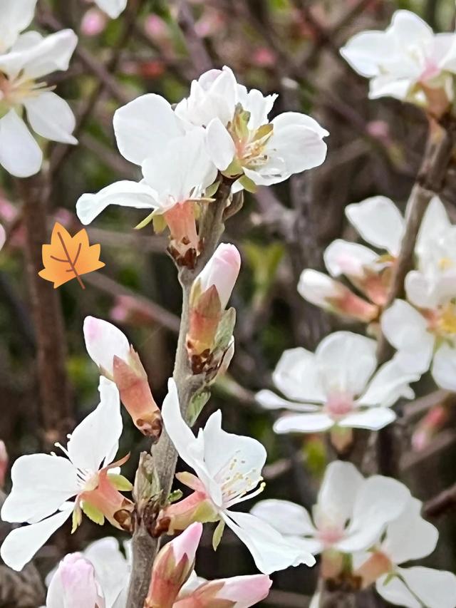 人生由人不由天，幸福由心不由境，美好的幸福就在人的心里