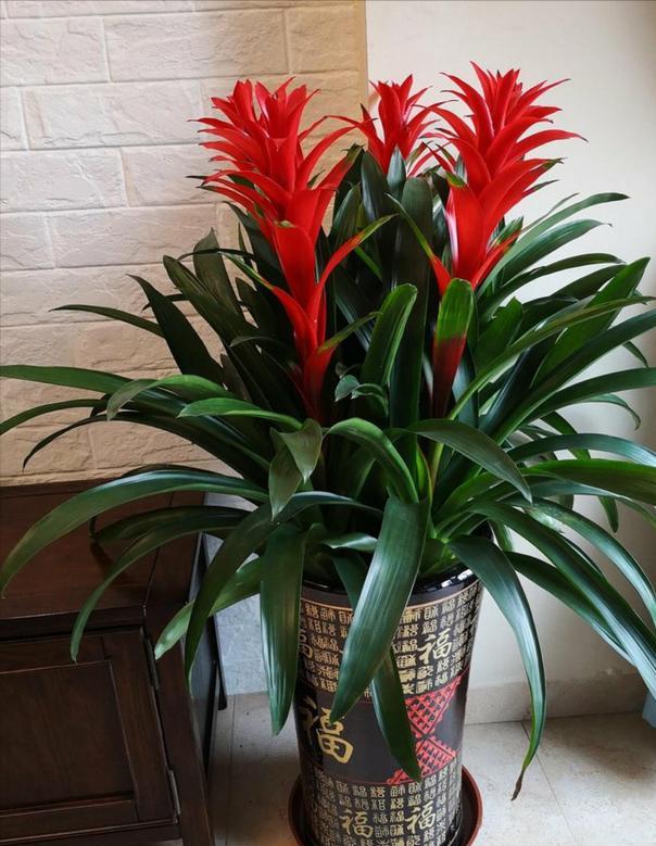 大叶绿植图片大全及花名(大叶子绿植大全及名称及图片)