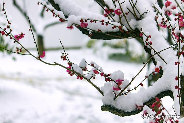 石榴花语