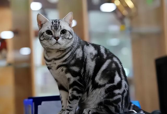 脖子粗壮而又短,四肢肌肉比较发达,美短猫的特征是虎斑花纹,脑袋瓜是