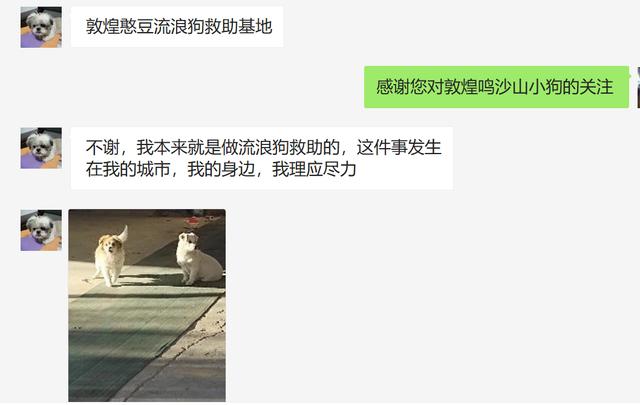 這只小狗在敦煌，等了你整整兩年