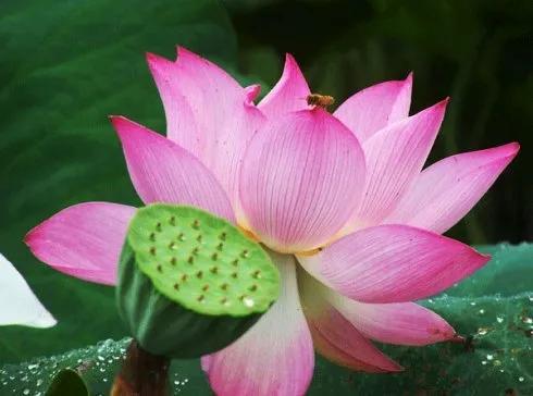 分享图片，百花盛开，五彩缤纷，太美了！令人心情无比愉悦