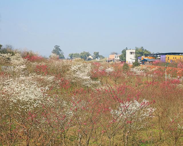 重庆市花