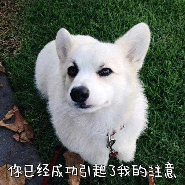 给狗狗起名字大全