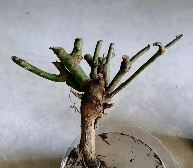 曾經的4種「網紅花」值不值得入手？我都體驗過，說說真實的感受 - 天天要聞