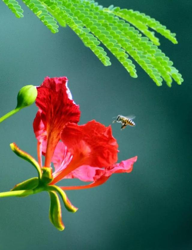 凤凰花花语 凤凰花花语（凤凰花花语与寓意） 生活