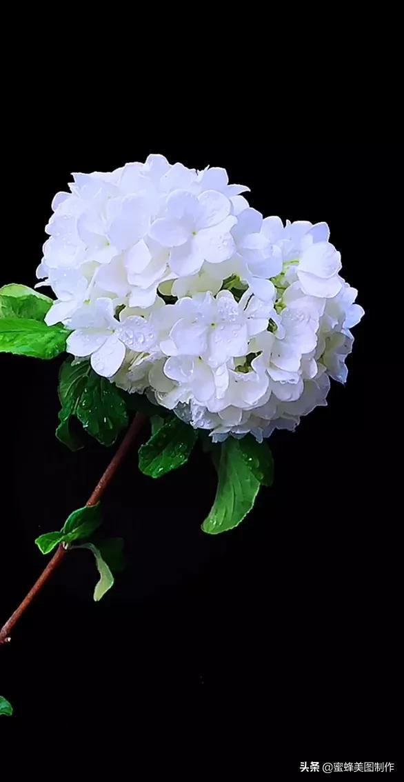 一花一世界，姹紫嫣红，婀娜多姿，带来了美好的心情
