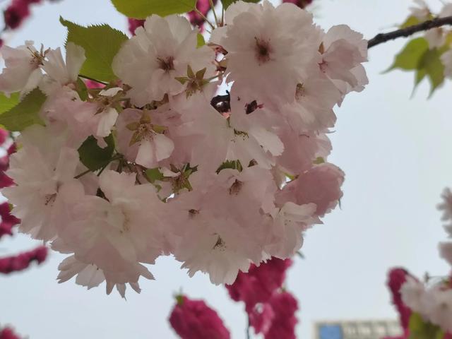 优秀作文：特别的一天