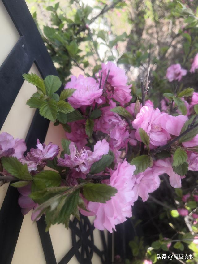 春深景更浓，人间重晚情，繁华依旧笑东风