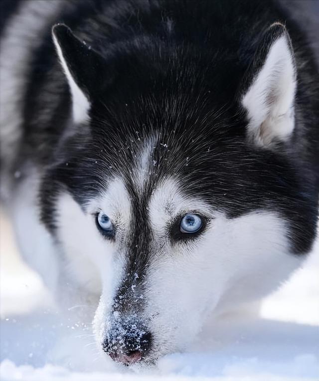 最忠诚又可爱的狗狗十大排名世界最忠诚十大狗狗排名