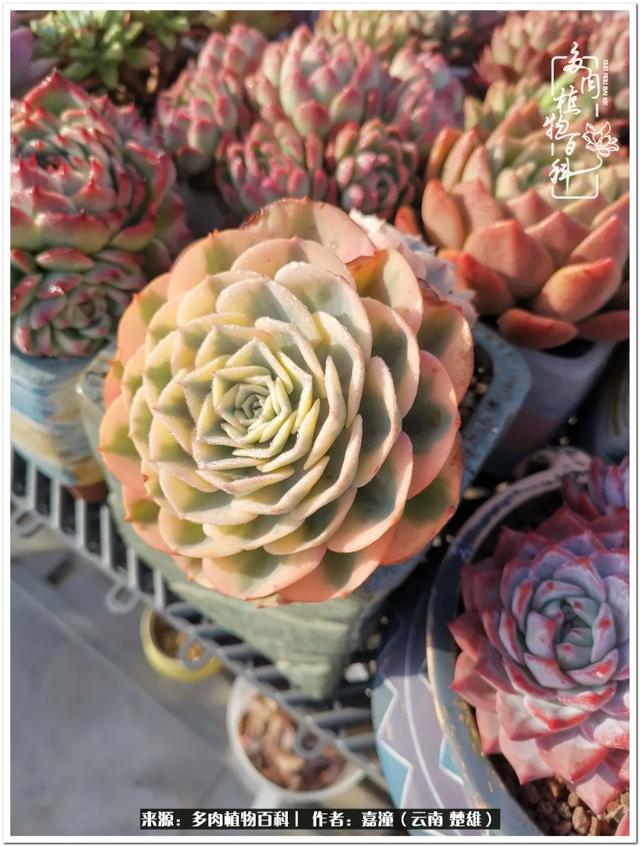 玉蝶铜芯电线价格表4平方,玉蝶铜芯线今日价格