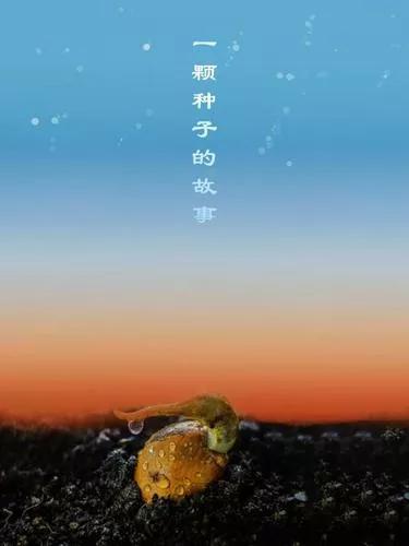 一颗种子的传说