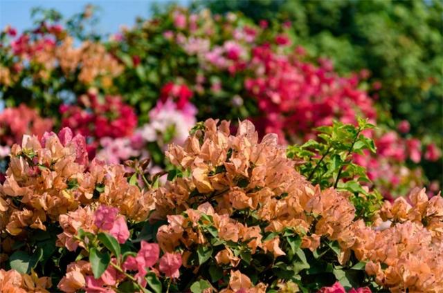 深圳市市花 深圳市市花（深圳市市花簕杜鹃） 生活