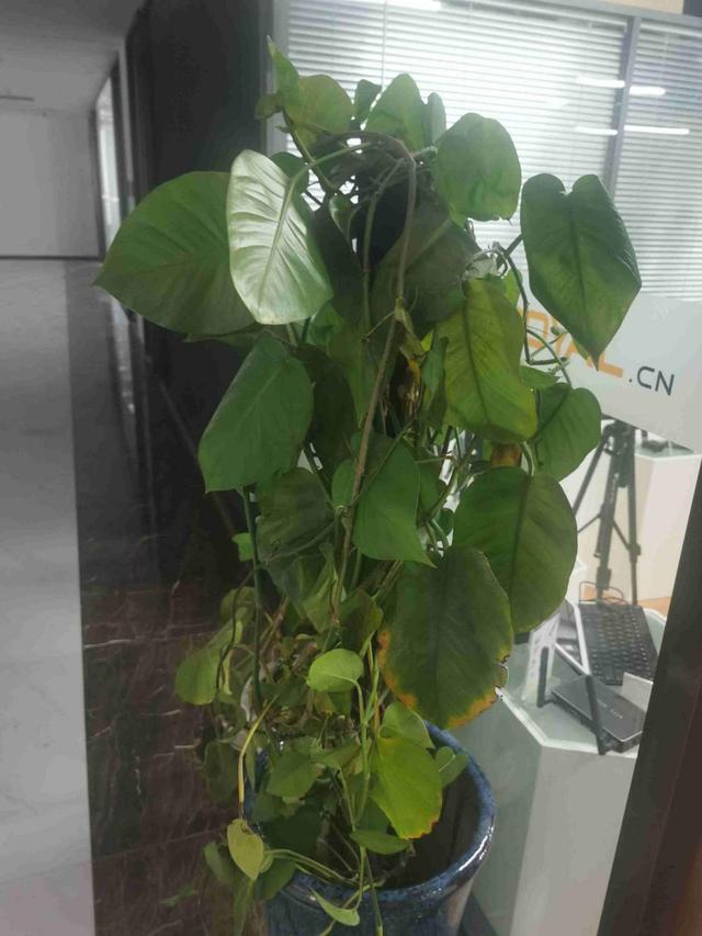 净化空气的植物 净化空气的植物（净化空气的植物室内花） 生活