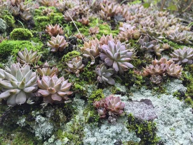 童年往事，开满鲜花的山野