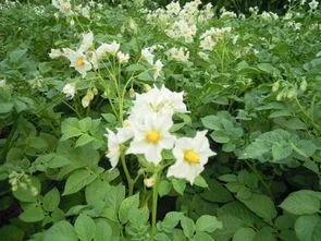 萝卜、白菜和土豆