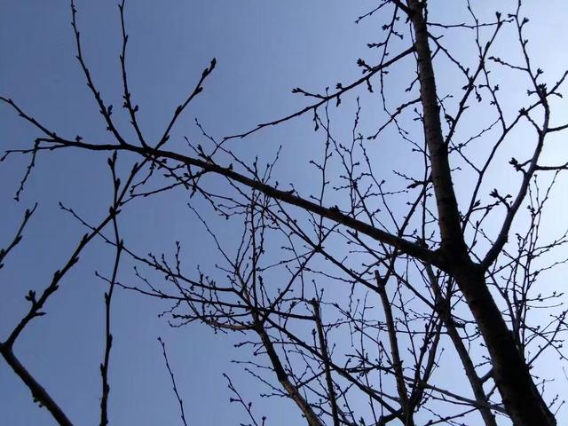 马三炮
