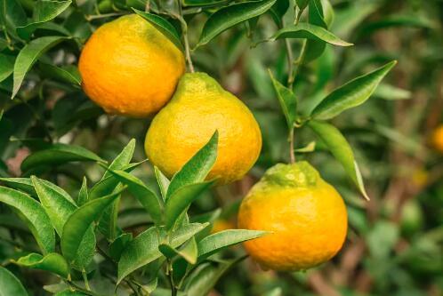 为了您和家人的健康，这三种水果请不要再食用了，有致癌的风险